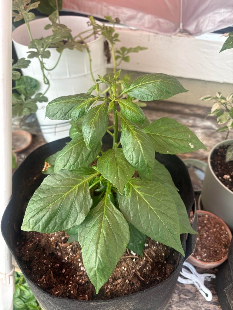 Whats going on with this new growth?