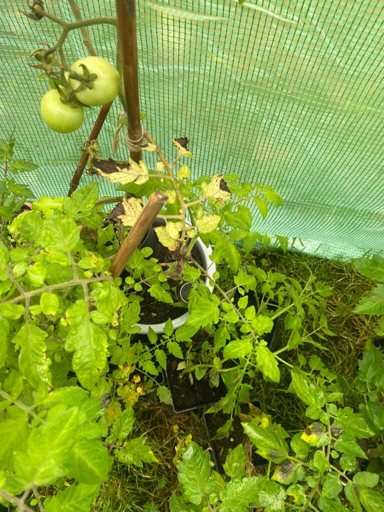 What's happening to my tomatoes? They're growing moldy. Is it because of the change of weather? Its getting colder. I got a Polycover greenhouse hoping it would be less freezing but they're still dying. Even the fruits are getting brown marks. What can i do?