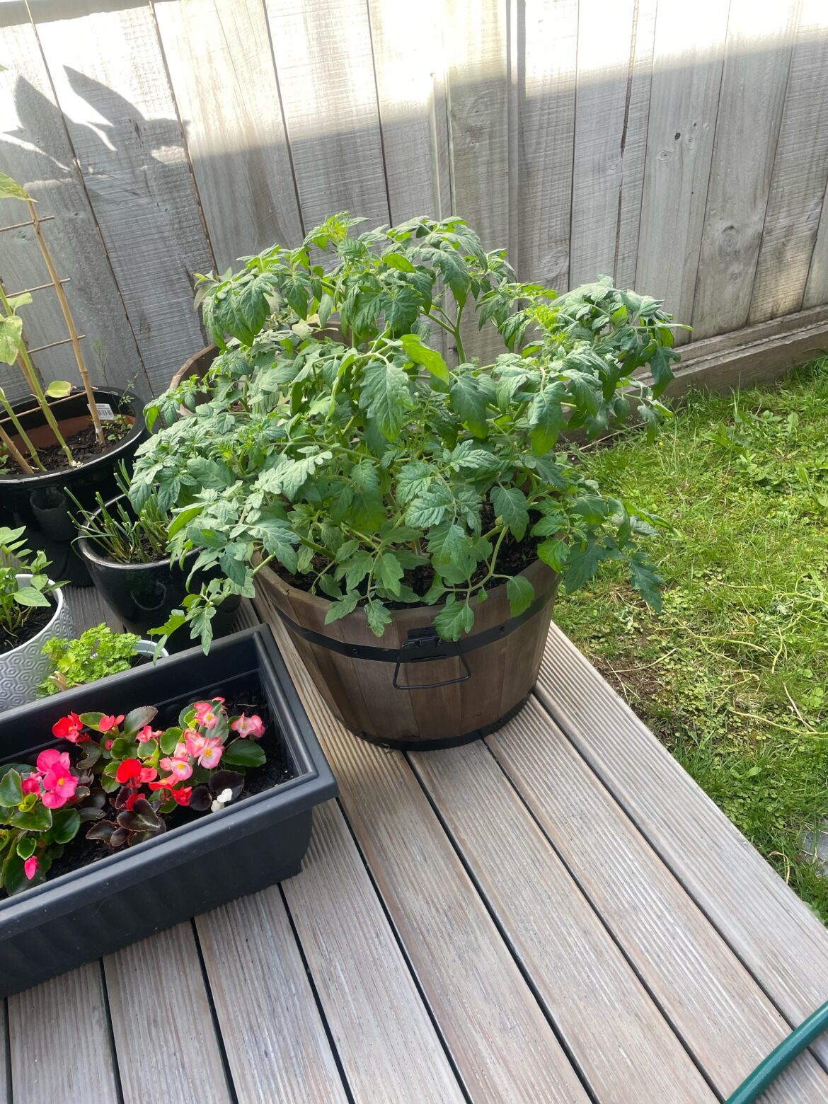 Tomato plant big but no fruit or flowers