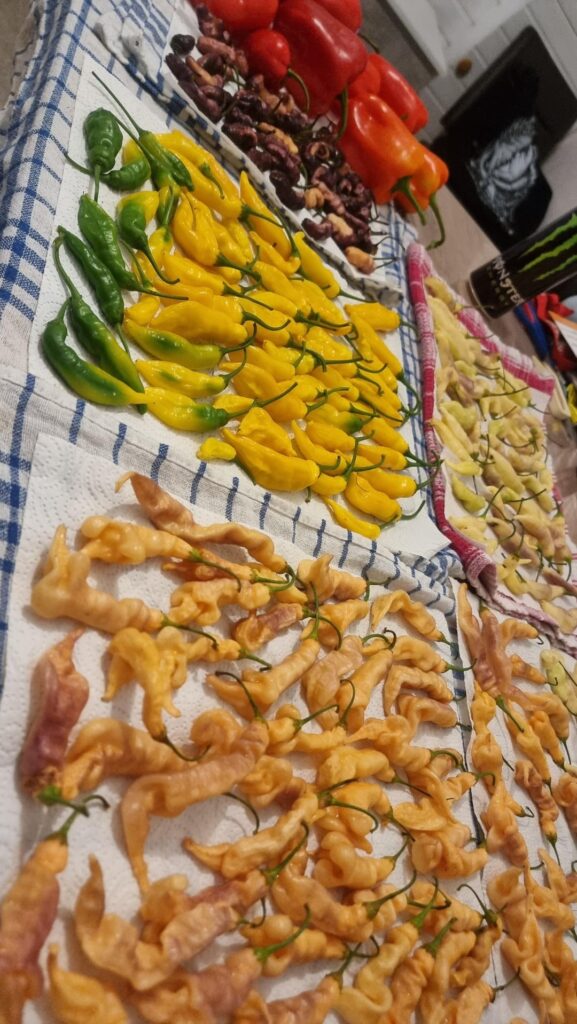 Last harvest this year 💚💛🧡💜