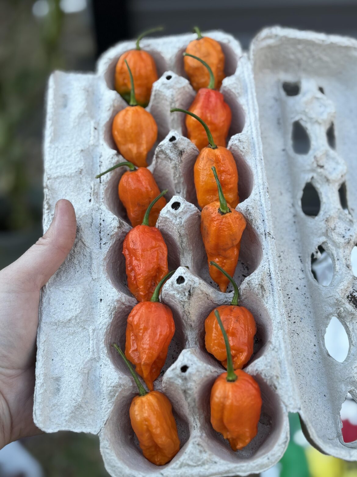 My first dozen ghosties