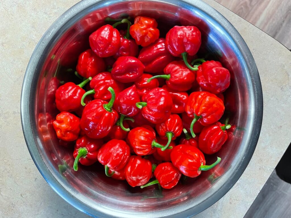 Habanero Choconero.                 A result of a natural cross between Habanero Chocolate and Habanero Petenero