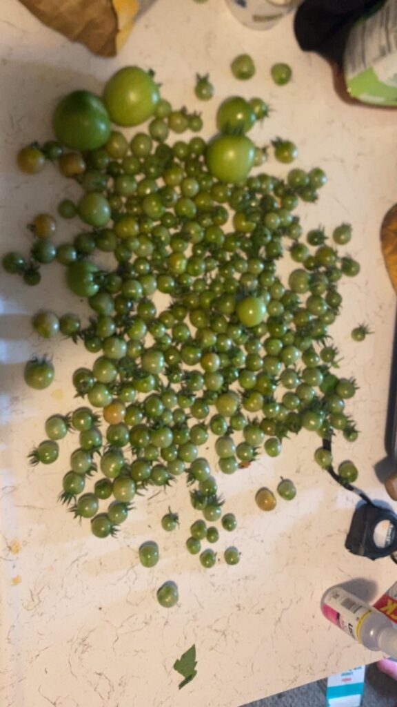 Will these ripen under the counter in a bag?