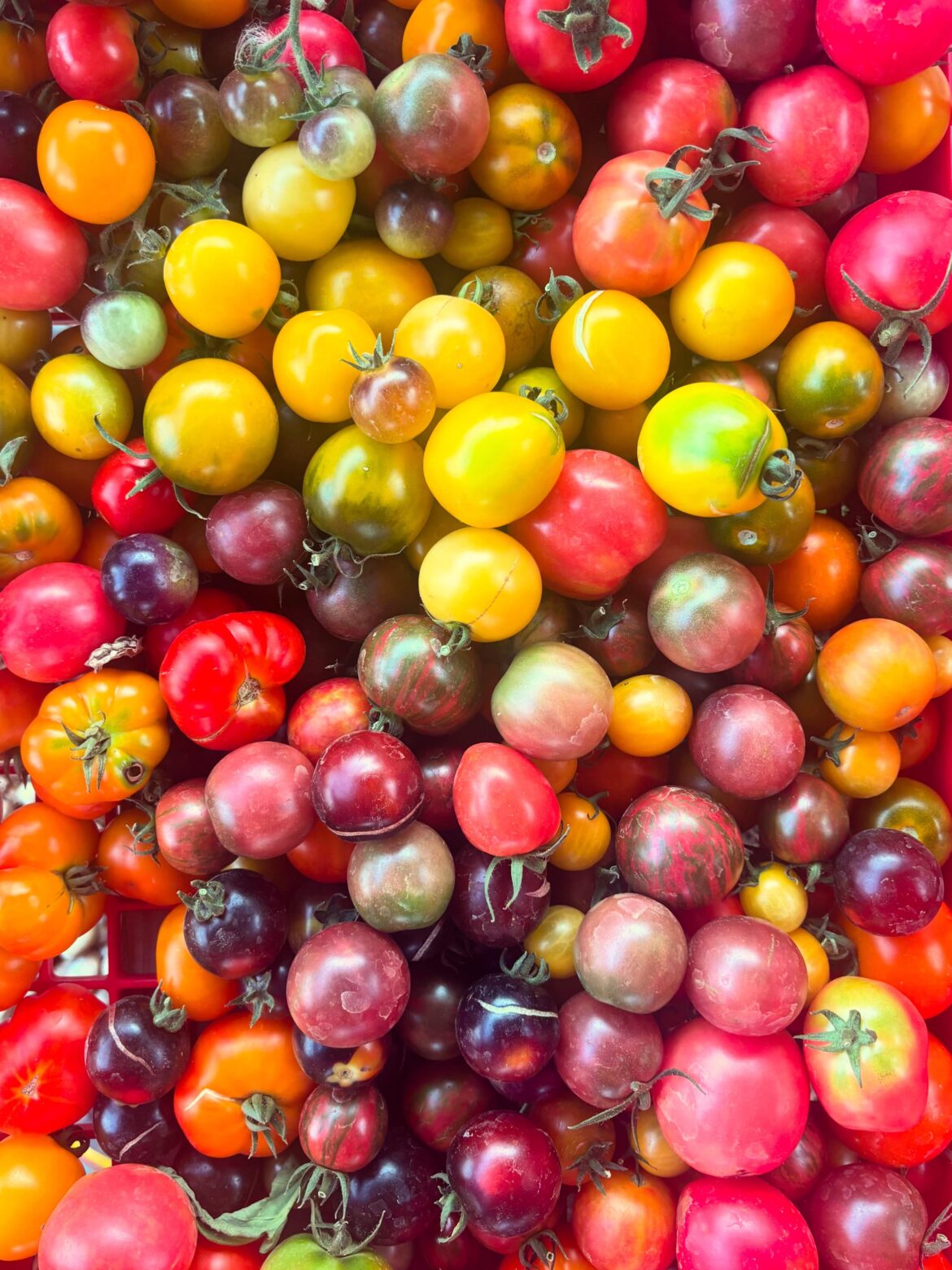 Cherry Suggestions for 2026