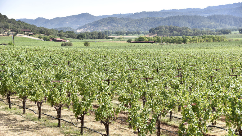 Vineyard at Charles Krug Winery with hills in background