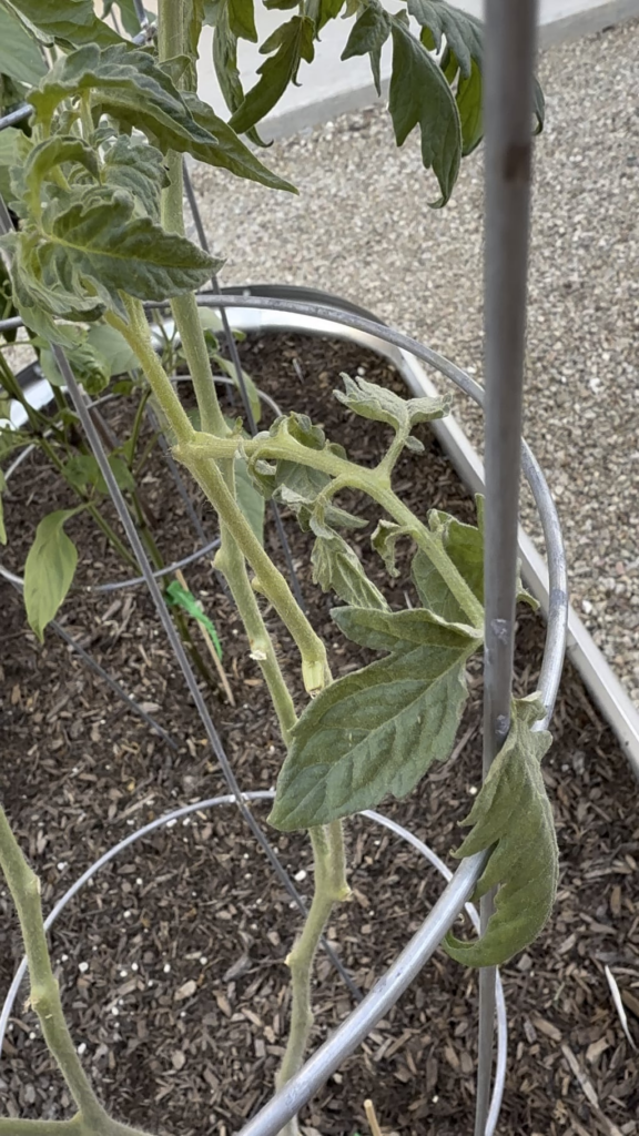 Diagnose for beefsteak?