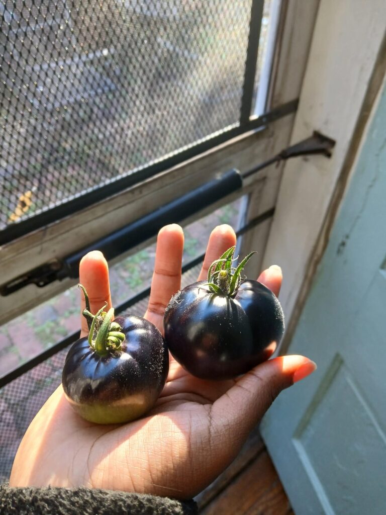 My very late black beauty tomato harvest