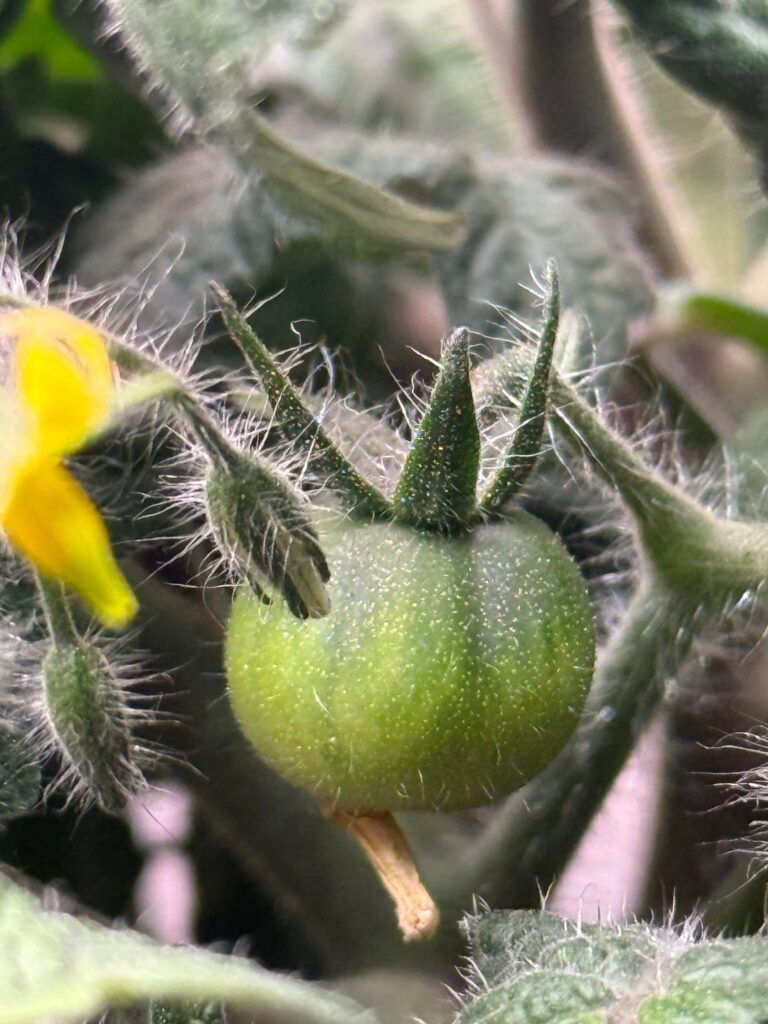 This is the first tomato I have ever grown!