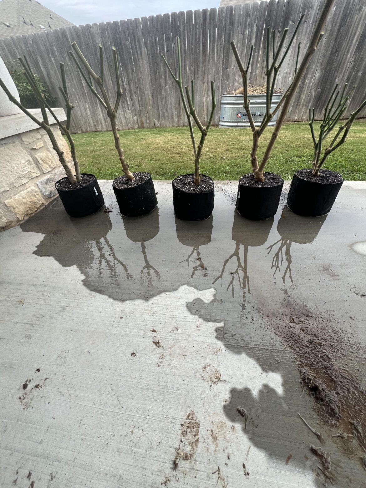 Dug up my jalapeños