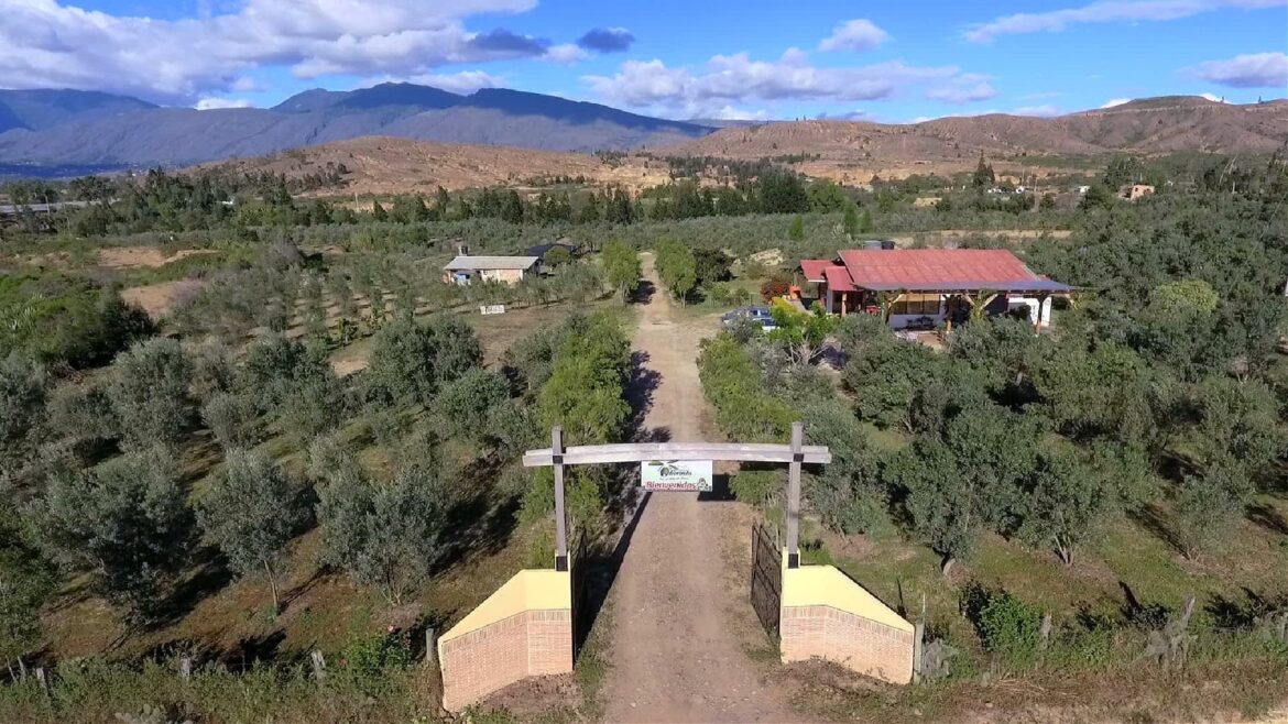 Against the Odds, Colombia’s Only Olive Farm Turns to Tourism Against the Odds, Colombia’s Only Olive Farm Turns to Tourism