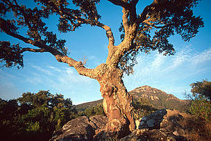 Safeguarding the Mediterranean Sea | WWF Safeguarding the Mediterranean Sea | WWF