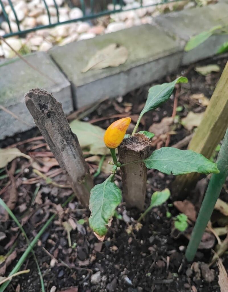 I need help identifying this pepper.