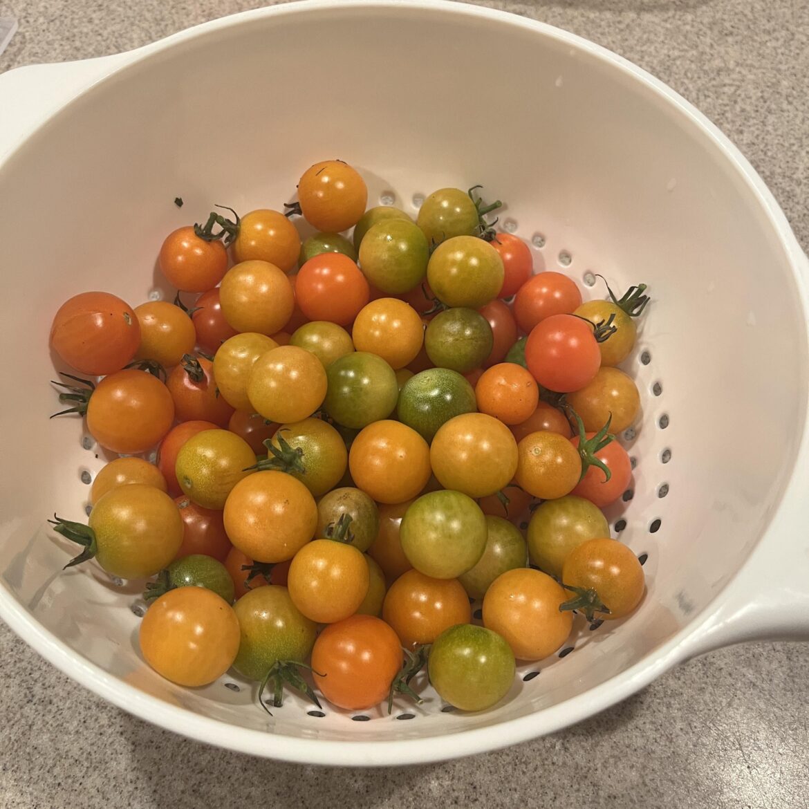 It’s almost December and I’m still harvesting Sun Gold cherry tomatoes daily…