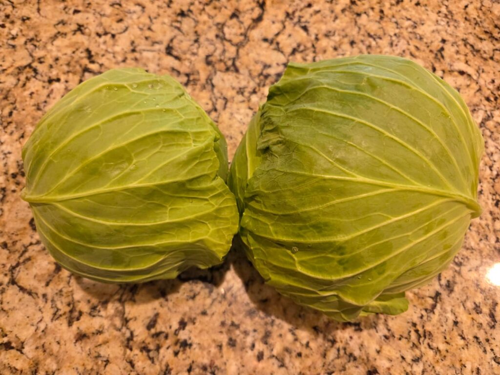 First successful cabbage harvest