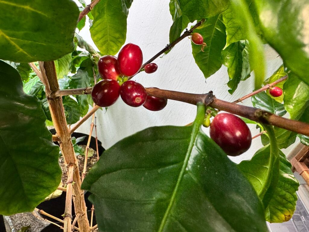 Indoor Coffee Plants Cherried