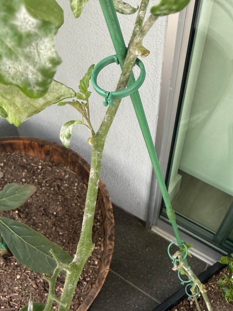 Help with cherry tomato plant