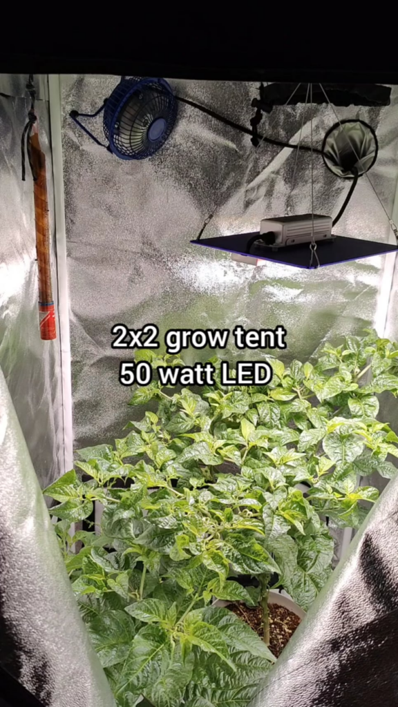 My indoor habanero is growing fruits now