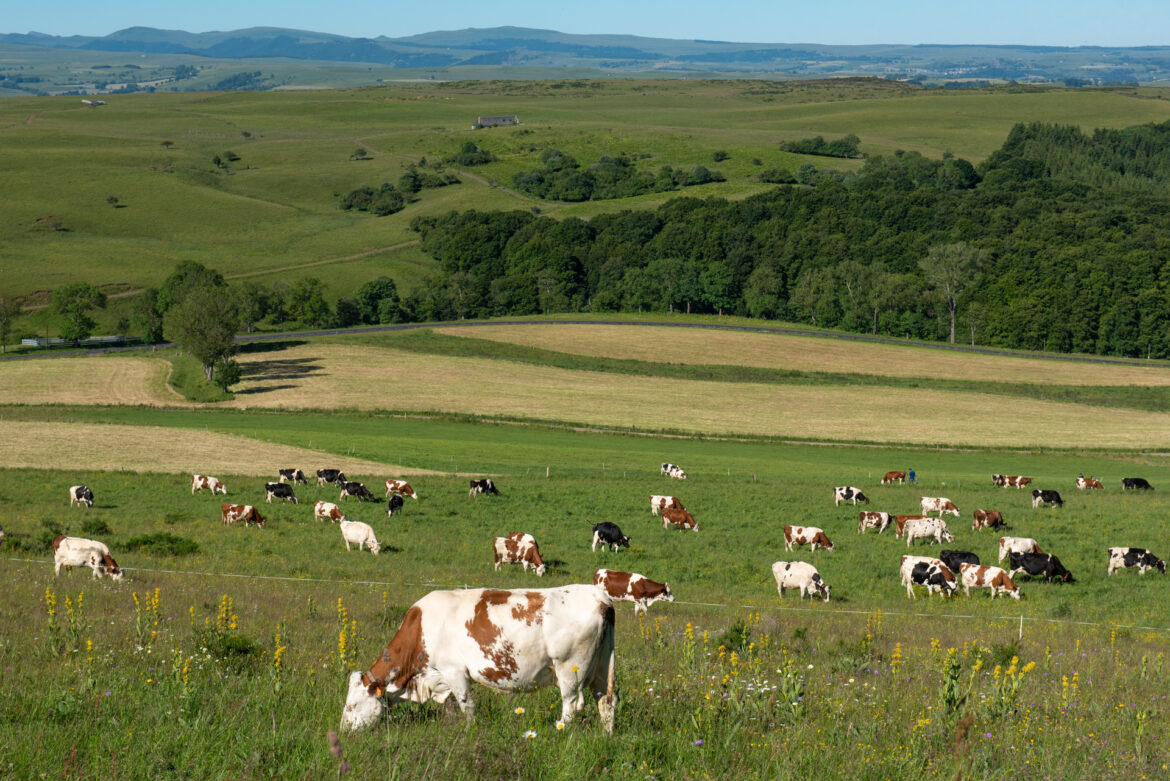 Climate change and cheese quality: the pivotal role of grass feeding
