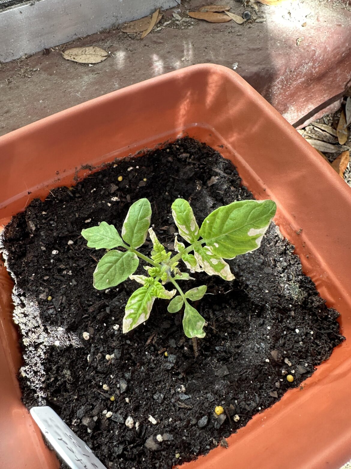 Is this seedling sunburned? Or something else? Happened after it was put back outside after a cold snap