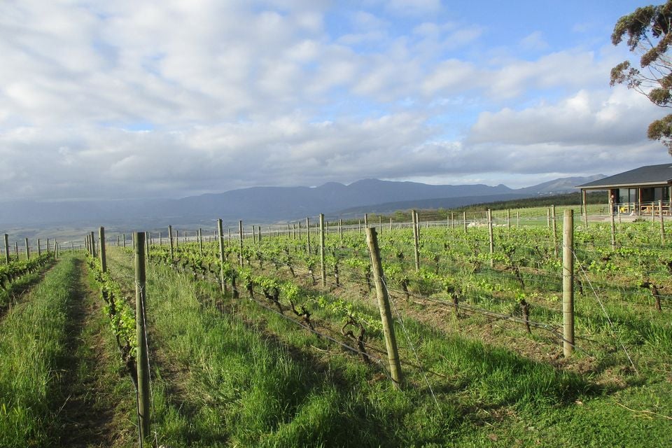Clouds gathering over the vineyards of Iona on the high hills above the Elgin Valley