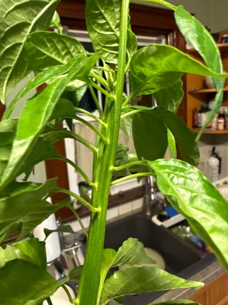 Strange single branch grow! Pepper house plant?