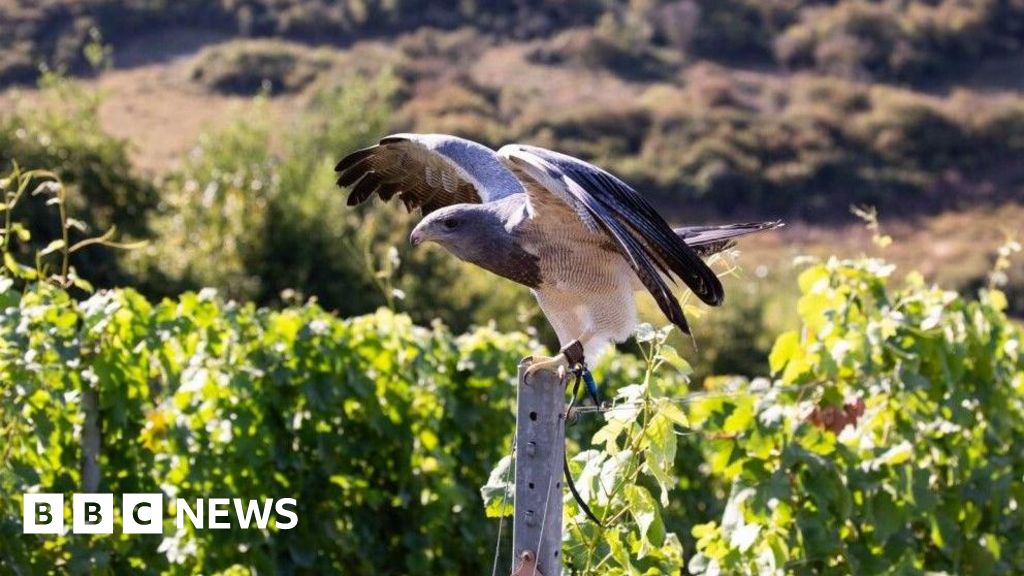 Polegate vineyard deploys birds of prey to guard grapes Polegate vineyard deploys birds of prey to guard grapes