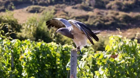 Rathfinny Wine Estate A large grey and white bird of prey perches with wings outstretched on a post at the end of a row of grapes with a lush green vineyard in the background.