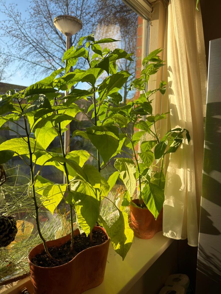 Indoor pepper plants doing well