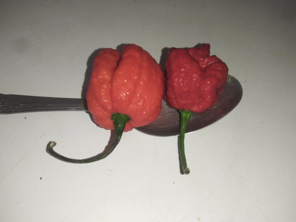 Can someone ID these?