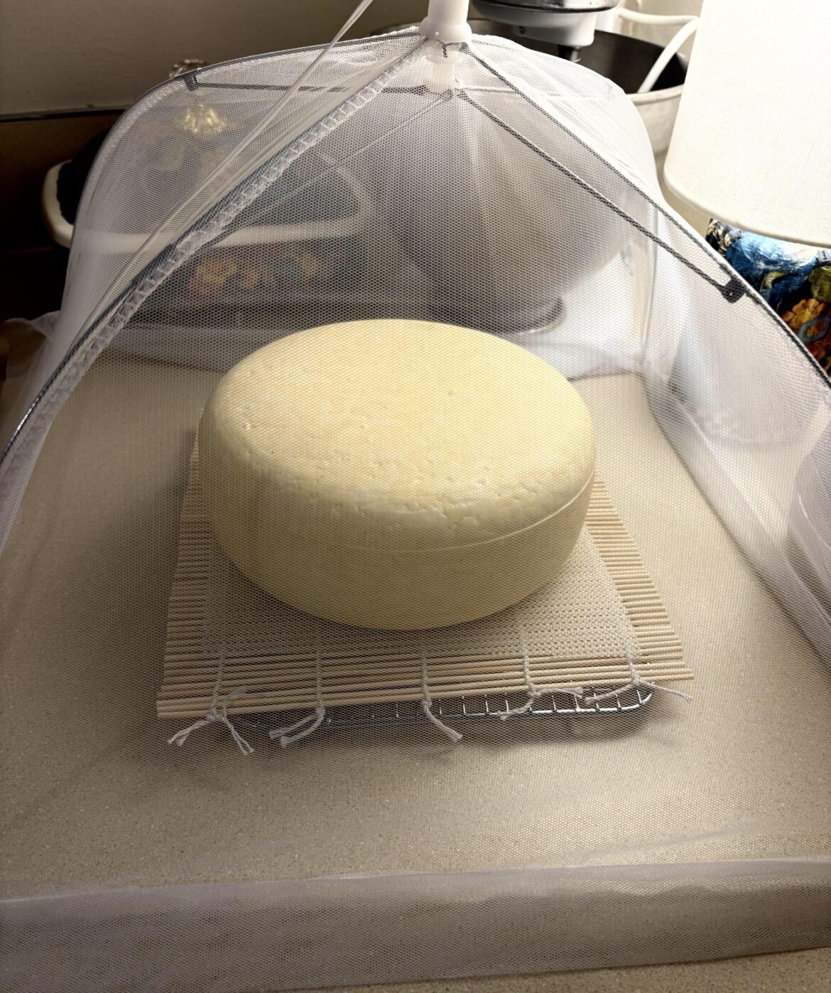 Homemade Edam style cheese drying under its little tent. This is one of the most underrated cheeses out there in my opinion.  It is really delicious after aging just a couple of months and fantastic at about four months. Also very fun to make!