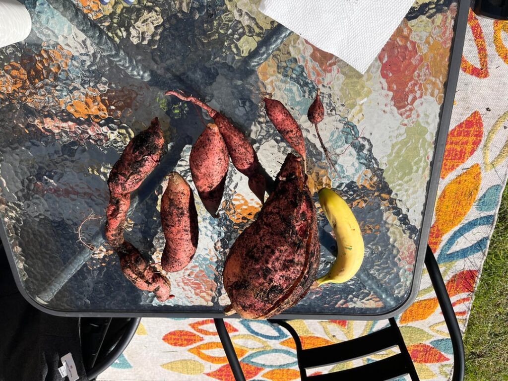 First Sweet Potato Harvest, now what?!