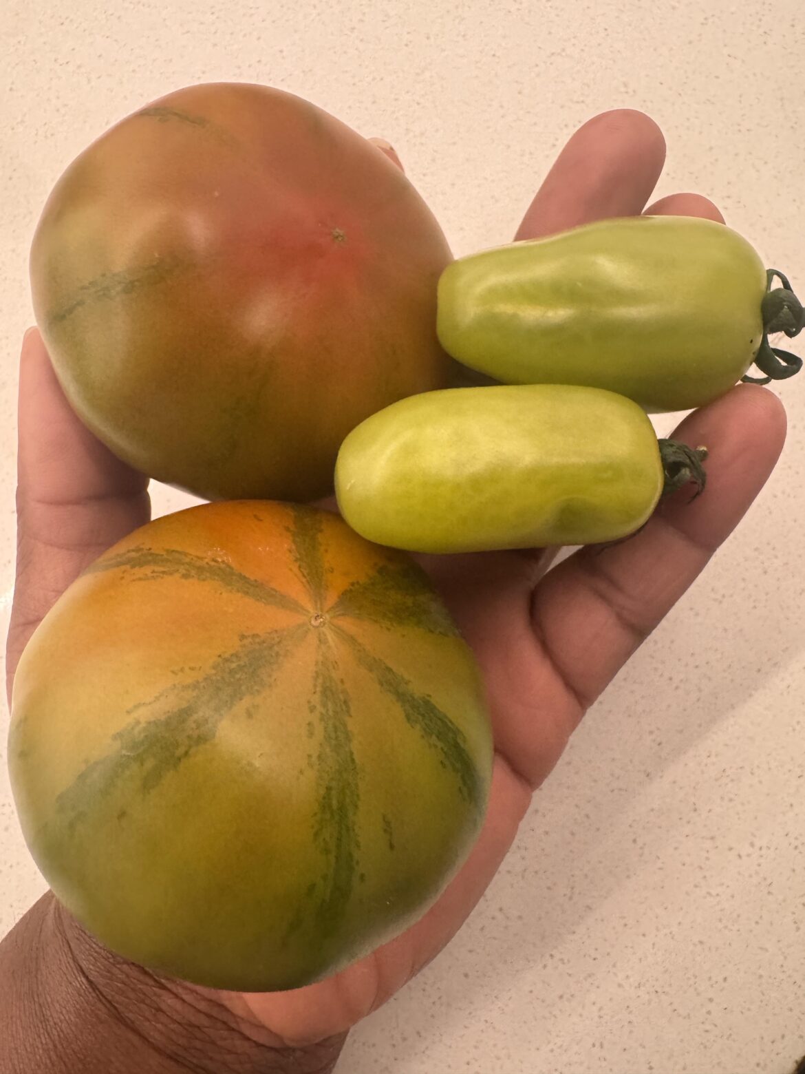 Tomato ID Help — Found These at a Cape Town Farmers Market 🇿🇦