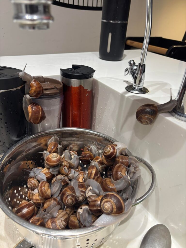 Traditional cypriot dish (snails and rice)