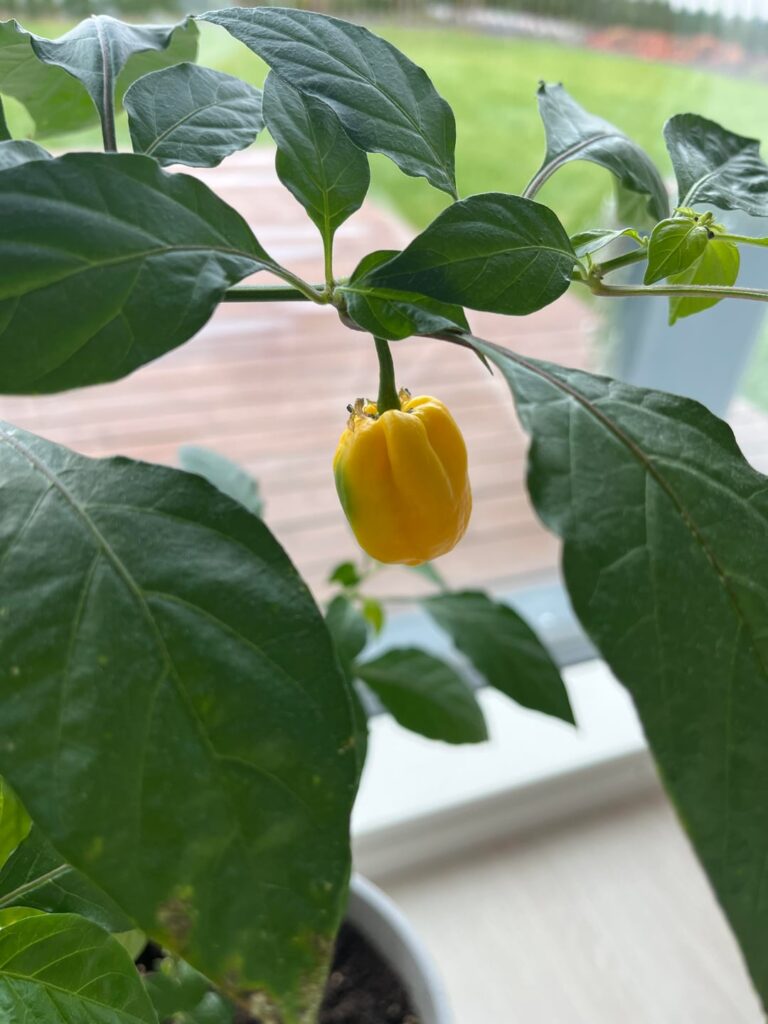 Any idea what chili this is?
