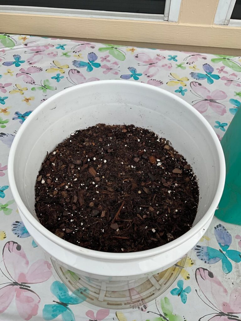 My first garden in a 5 gal bucket. My first garden in a 5 gal bucket.