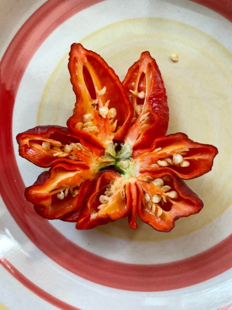 Fasciated pepper…is it a star from hell?!