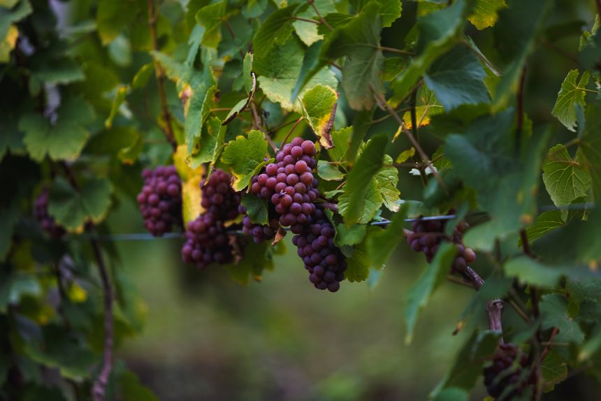 Buyers outside Ukraine are showing increased interest in its wines, international importers say.