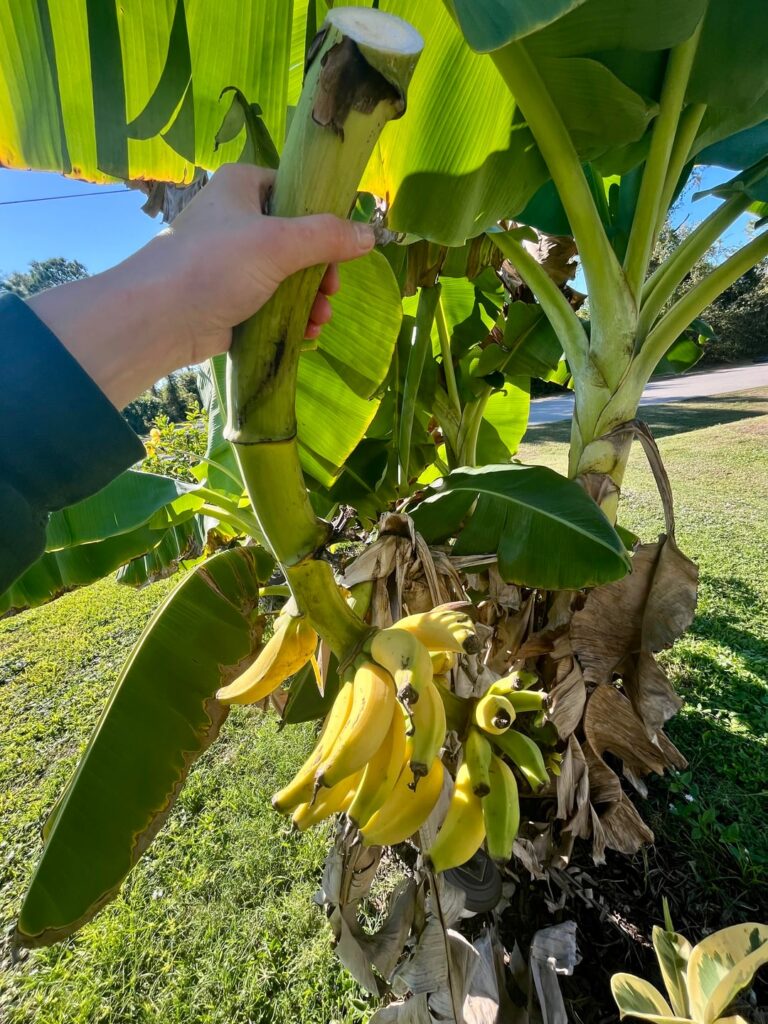 It took me nearly 3 years to make this banana bread! It took me nearly 3 years to make this banana bread!