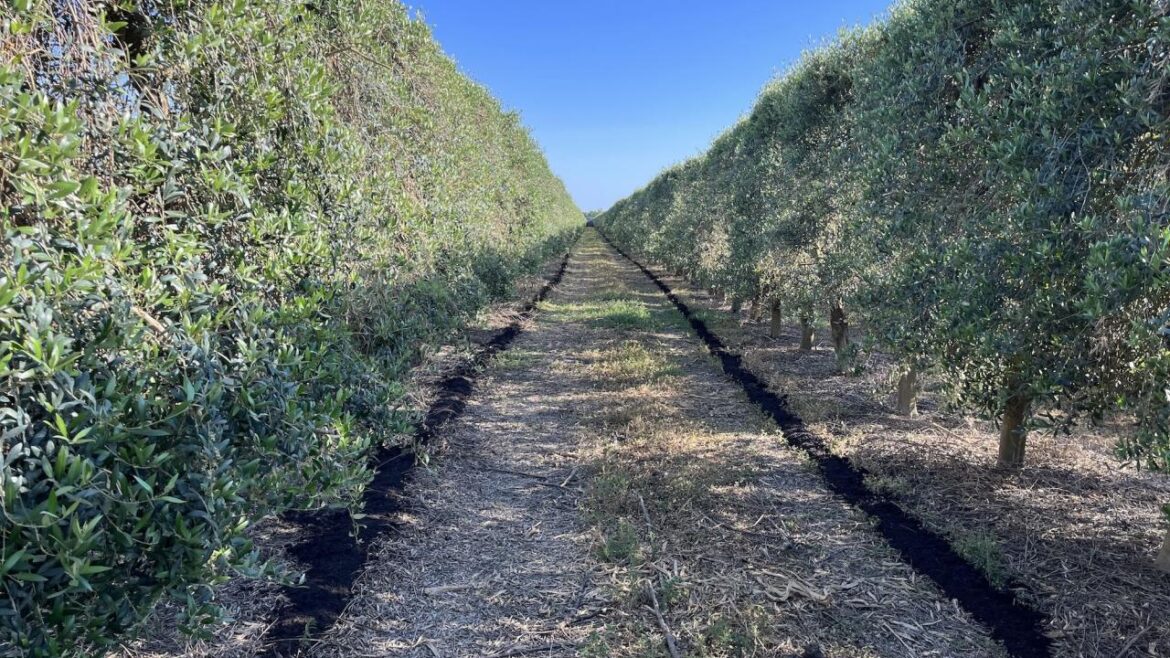 Study Shows Very Dense Olive Orchards Thrive on Less Fertilizer Rows of tightly-packed olive trees like these shown here produced the same yields and high-quality oil even when using 25-50% less nitrogen than recommended amounts for traditional orchards. (Savannah Haas/UC Davis)