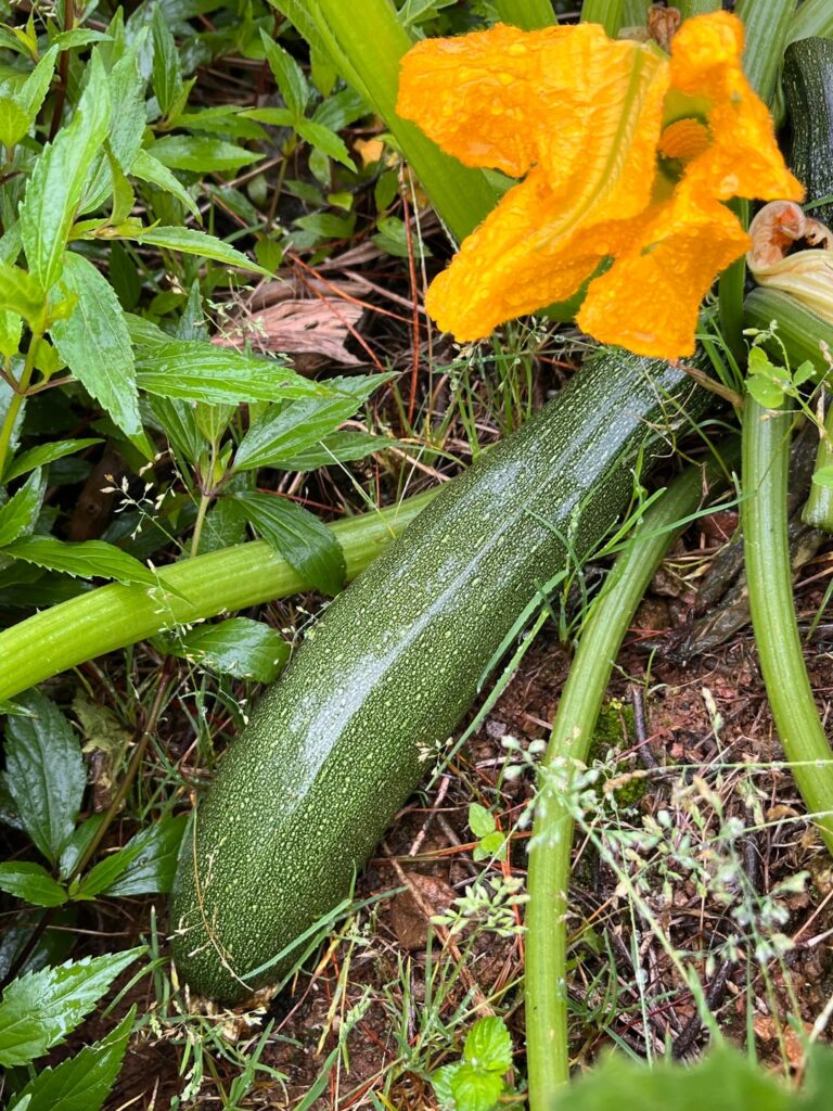 Zucchini