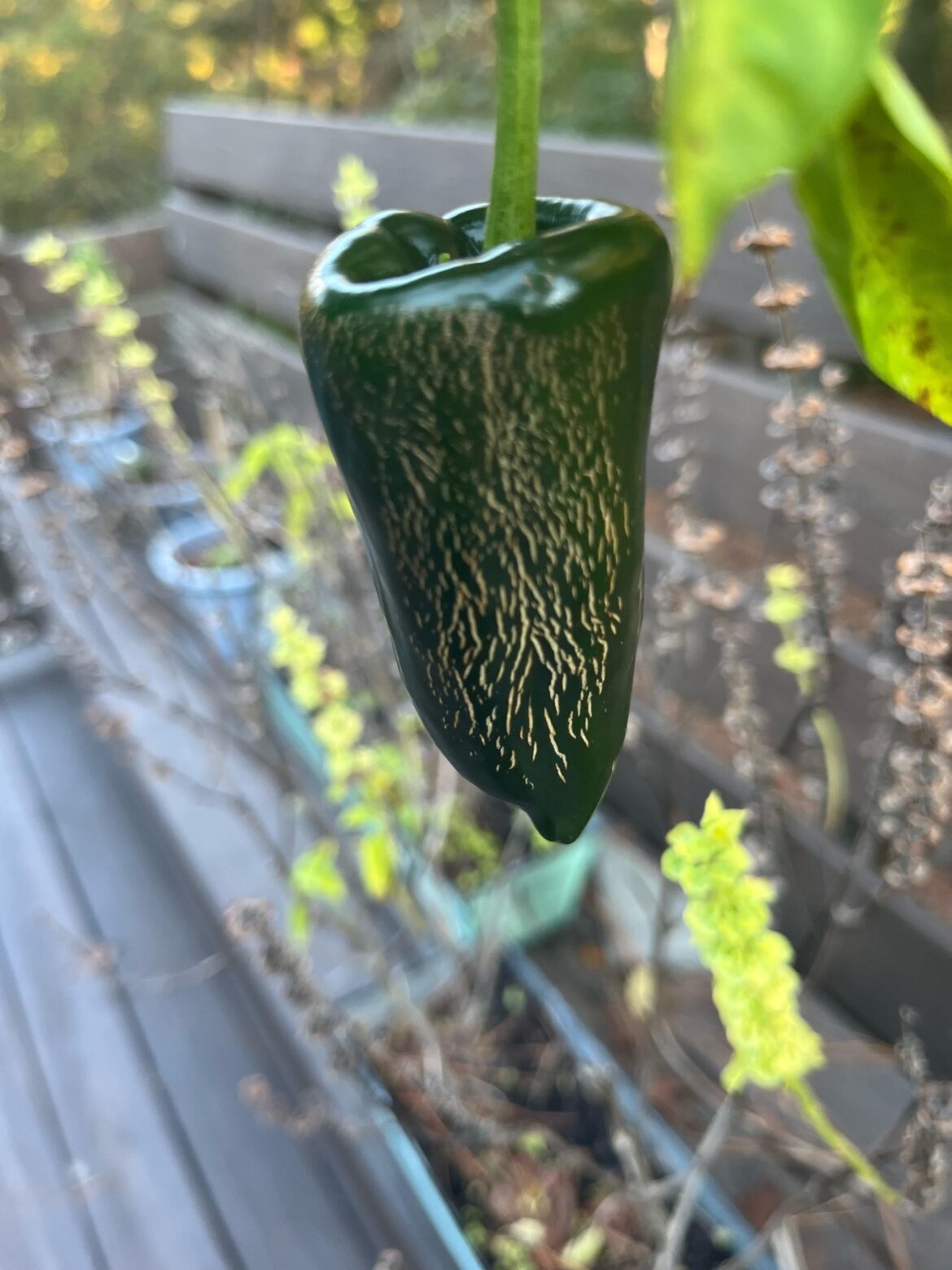 Lots of corking, refuses to go red.