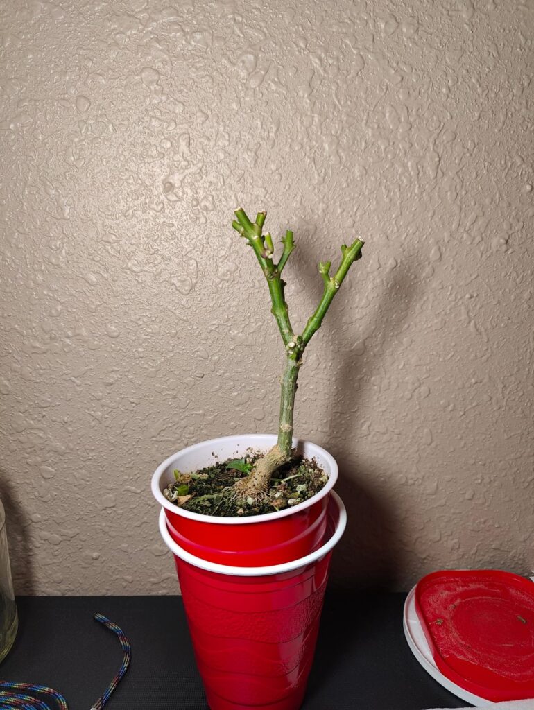 Do y’all actually keep plants alive for months in the dark? Dont they die? Do y'all actually keep plants alive for months in the dark? Dont they die?