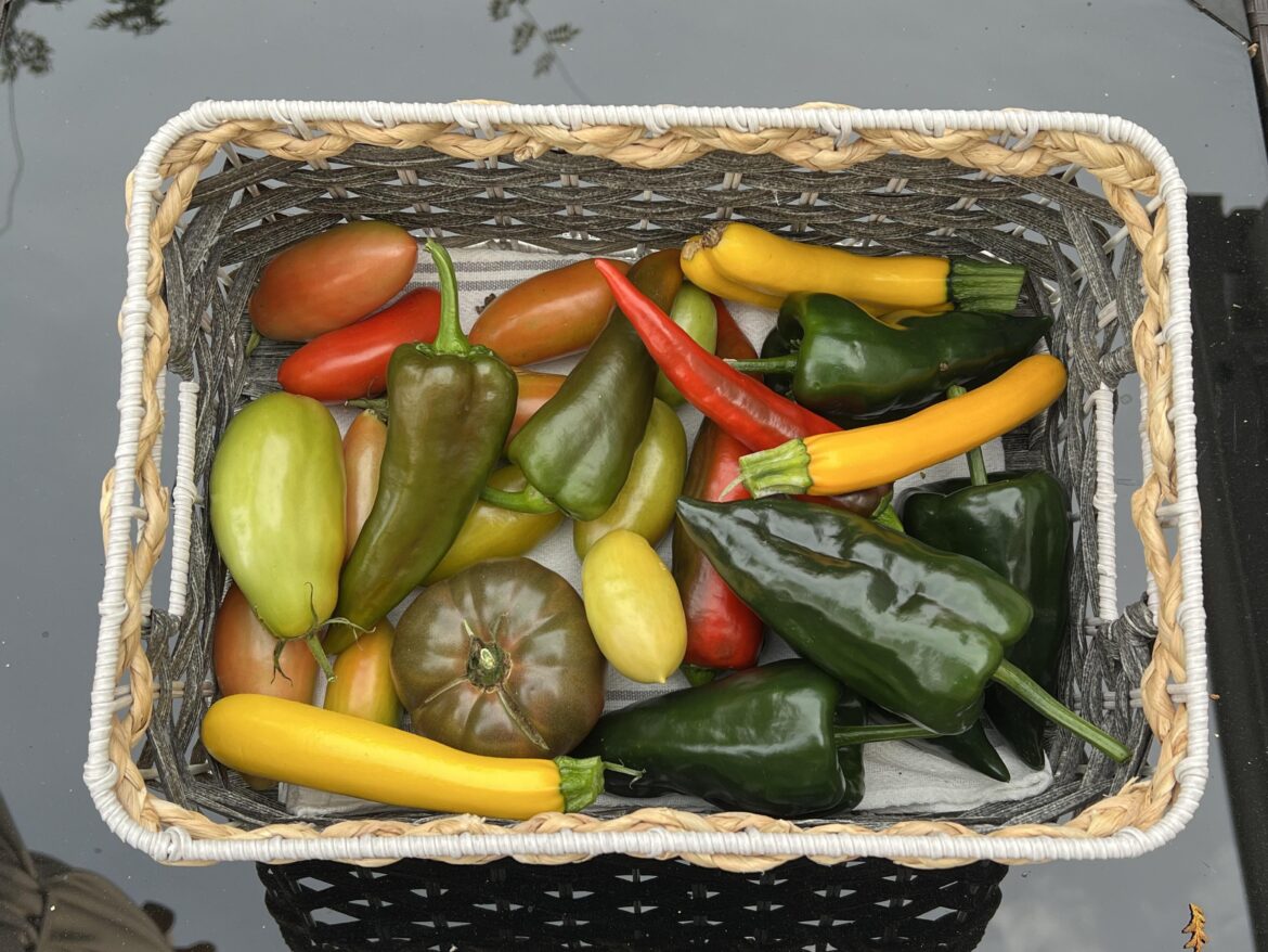 Final harvest of the season