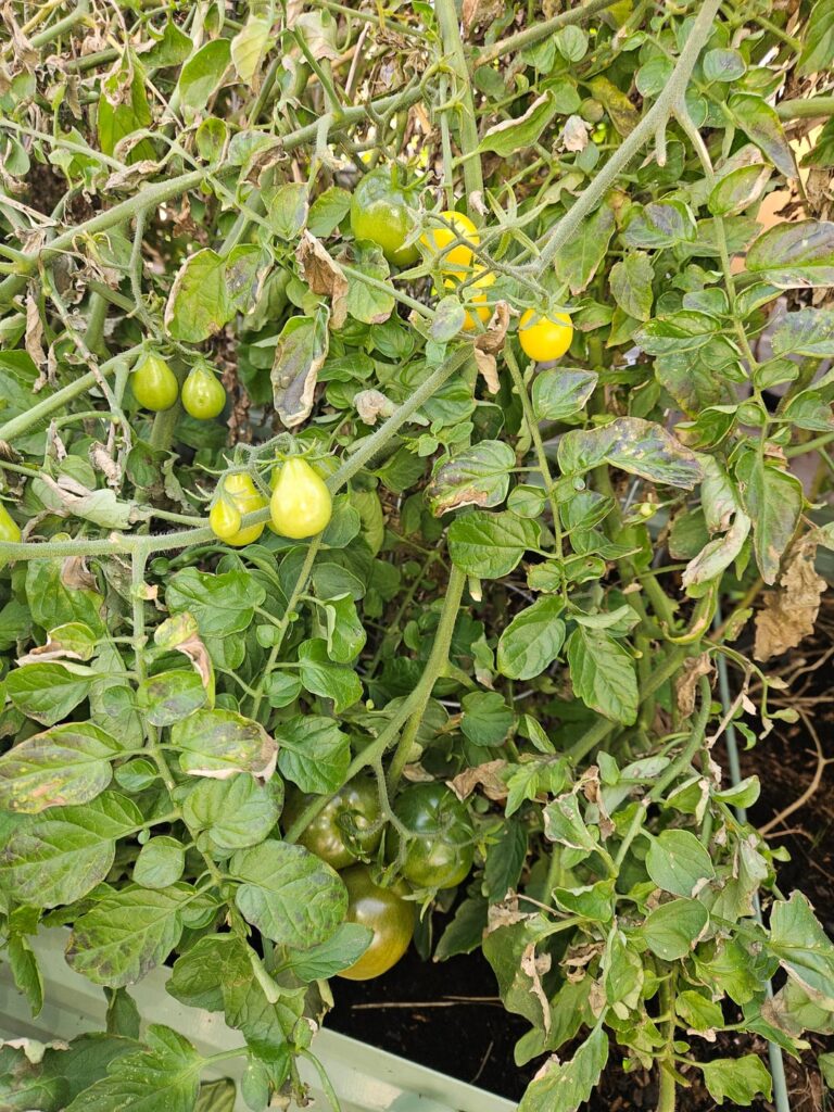 Still holding in, zone 7b, New Mexico. Still holding in, zone 7b, New Mexico.