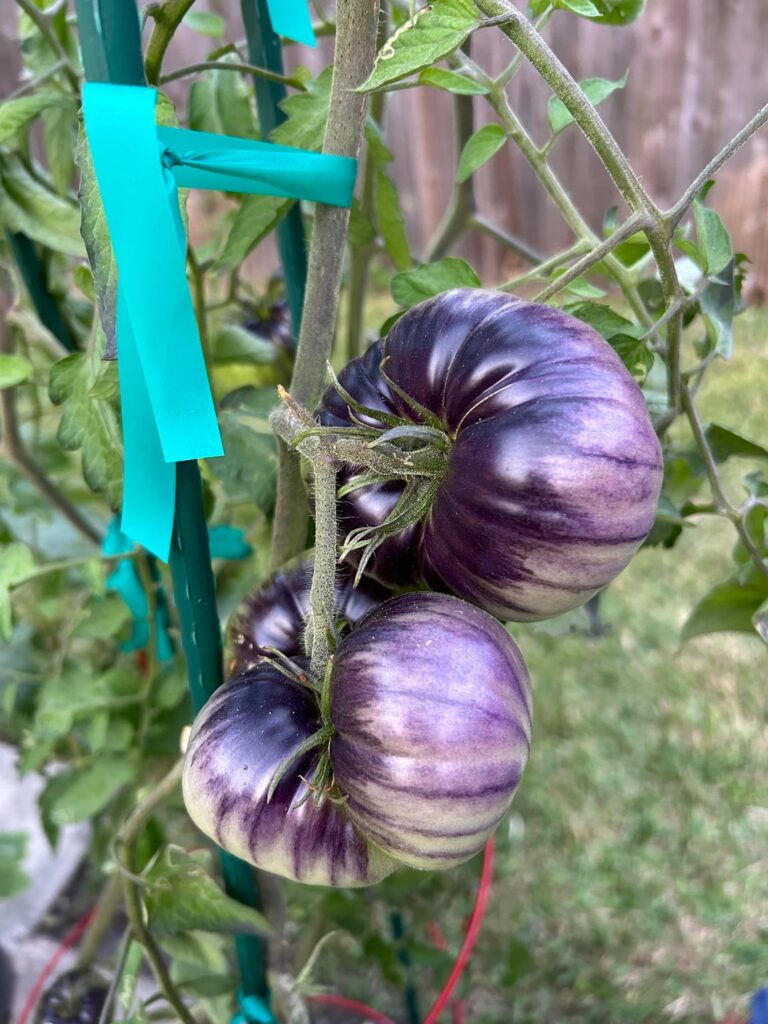Fall Tomatoes in Florida