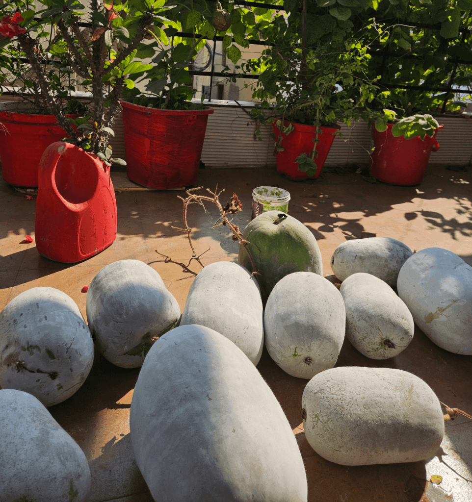 Homegrown Ash Gourds, very low effort produce 🤭