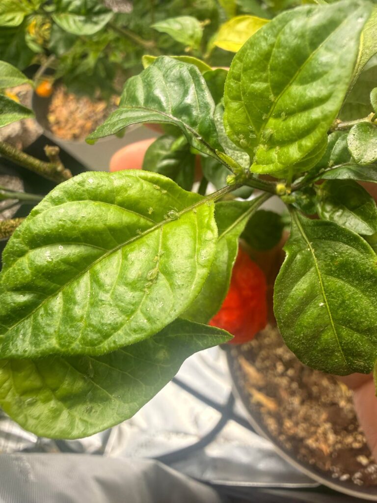 How fucked am I? How fucked am I?