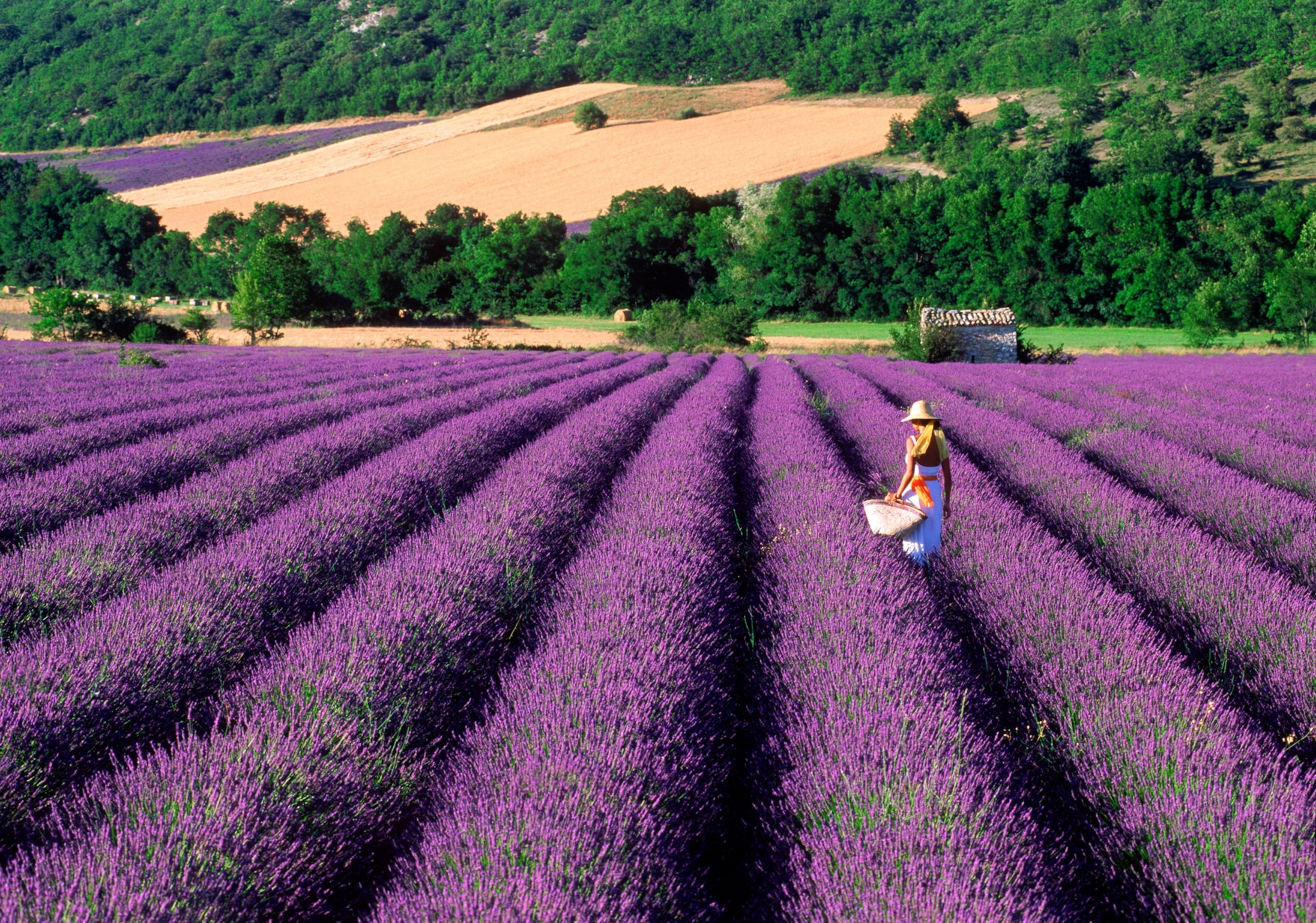 a field of lavender in Provence