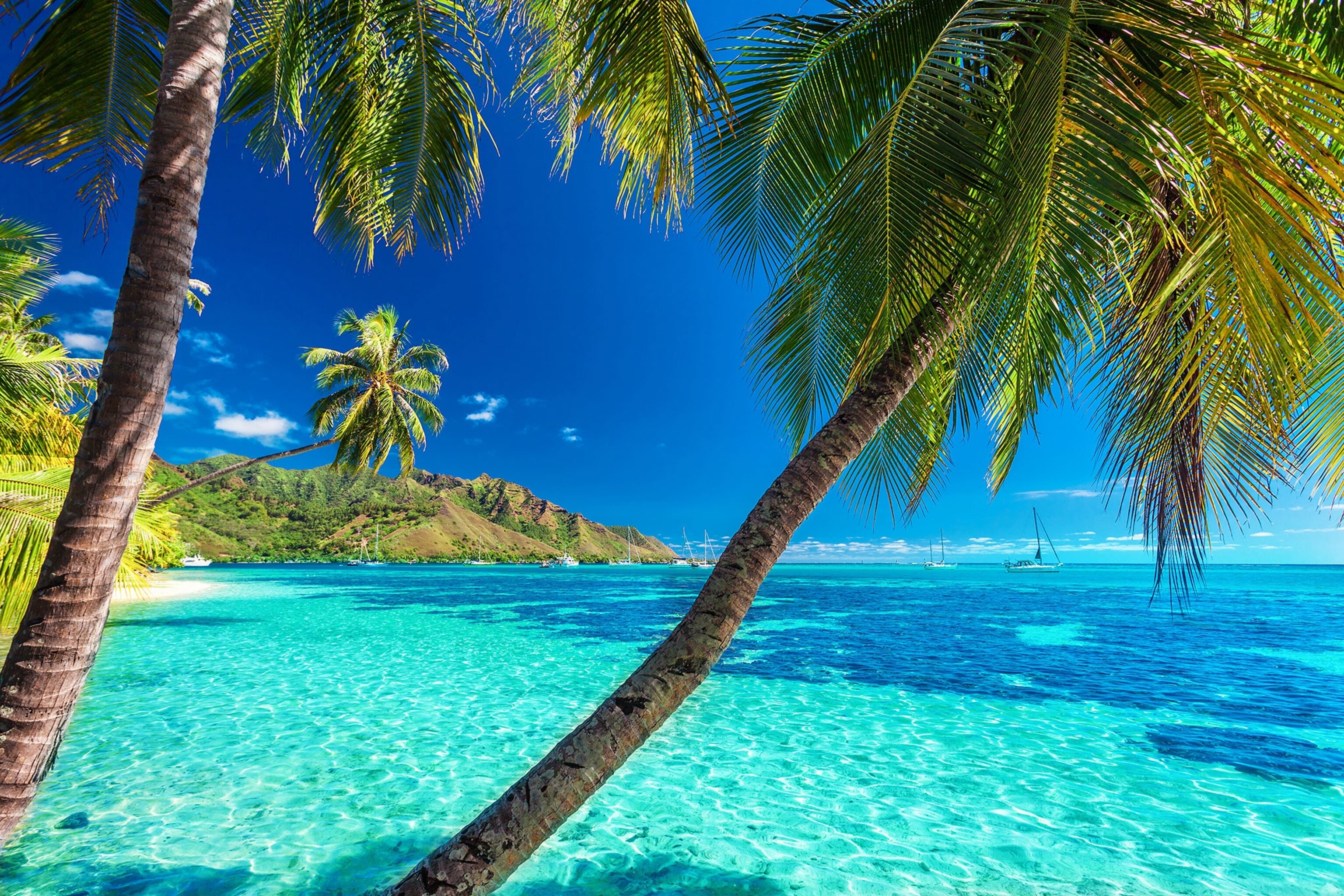 palm trees on a tropical beach with a blue sea on Moorea
