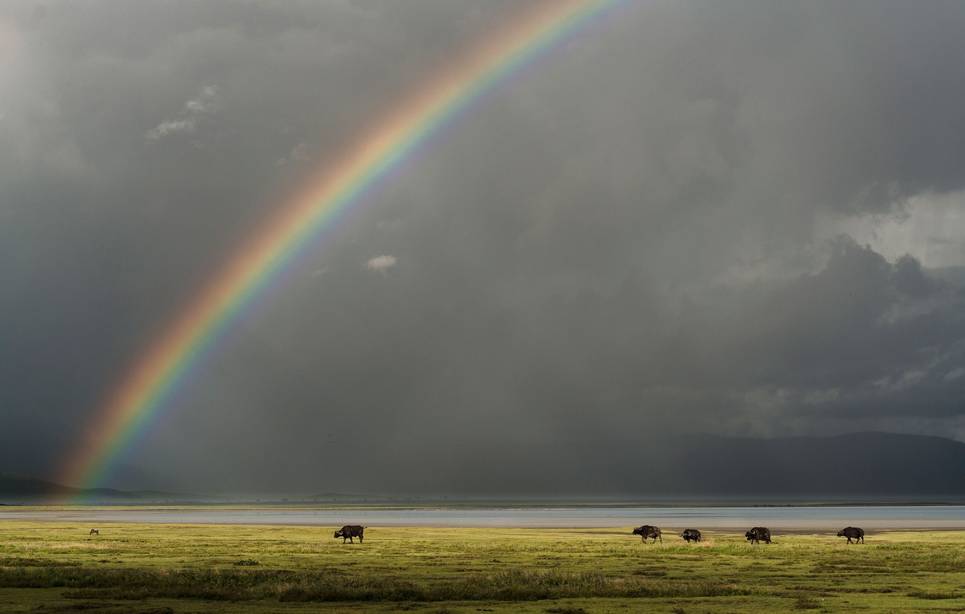 a herd of African Buffalo in front of a rainbow, Ngorongoro crater